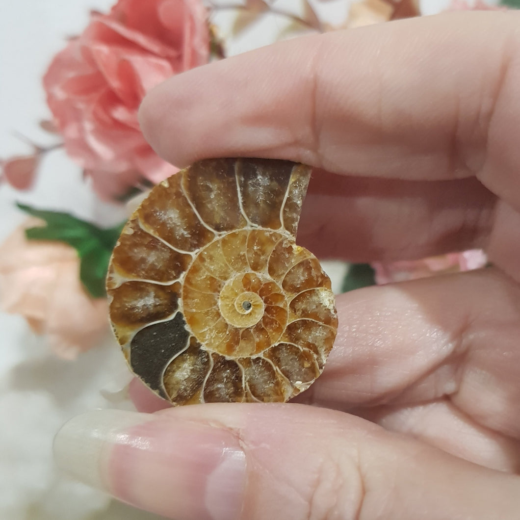 Ammonite fossilised Crystal Stone 34mm 5 RAINBOWS!