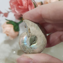 Load image into Gallery viewer, Ammonite fossilised Crystal Stone 34mm 5 RAINBOWS!
