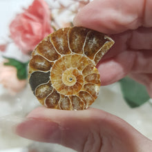 Load image into Gallery viewer, Ammonite fossilised Crystal Stone 34mm 5 RAINBOWS!
