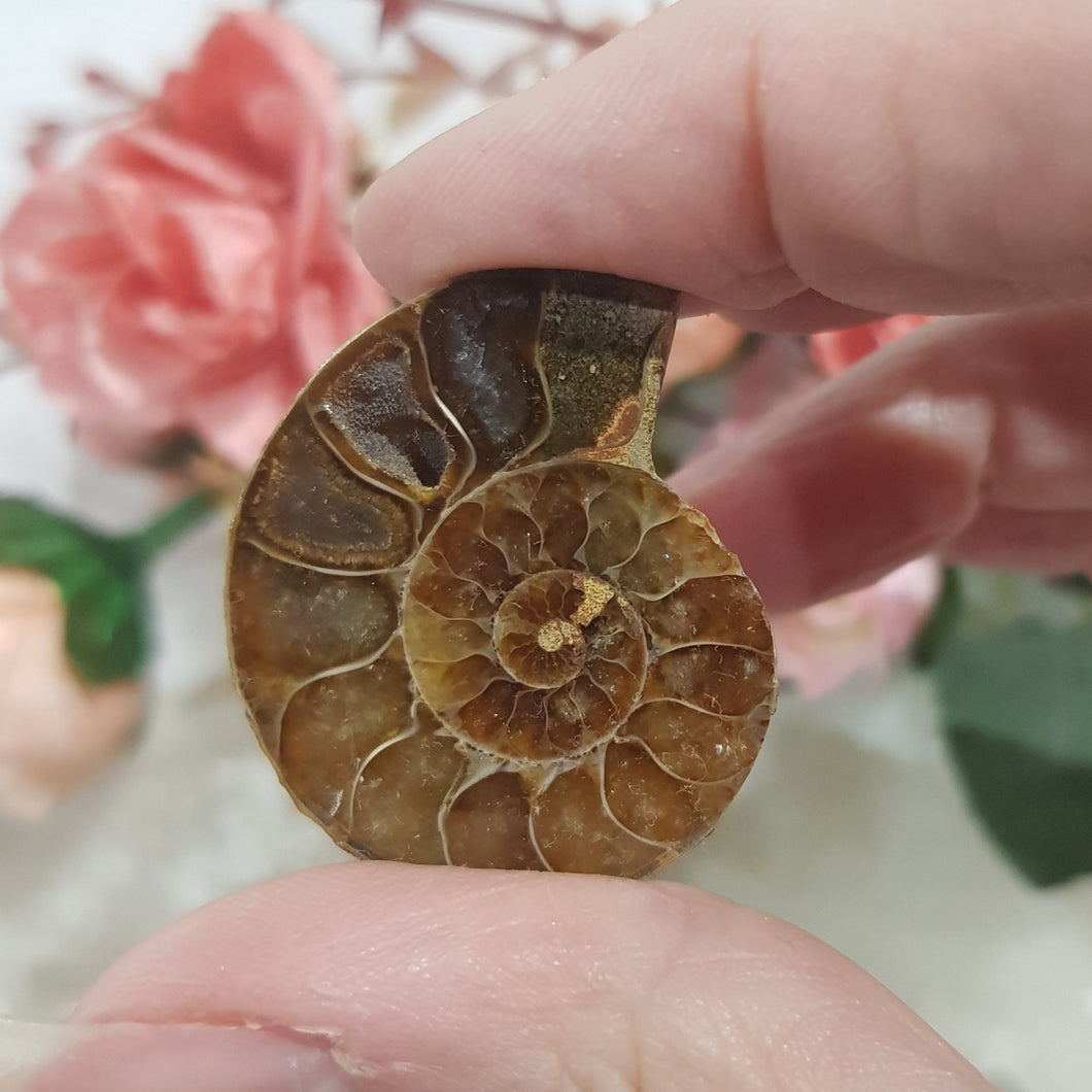 Ammonite fossilised Crystal Stone 30mm 6