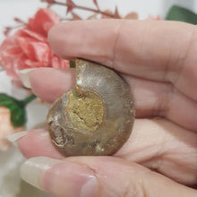 Load image into Gallery viewer, Ammonite fossilised Crystal Stone 30mm 6
