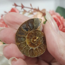 Load image into Gallery viewer, Ammonite fossilised Crystal Stone 30mm 6
