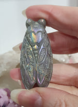 Load image into Gallery viewer, Cicada Labradorite Crystal Carving

Inspires Transformation and Inner Strength

Lovely Labradorite Cicada Crystal Carving stone. 
