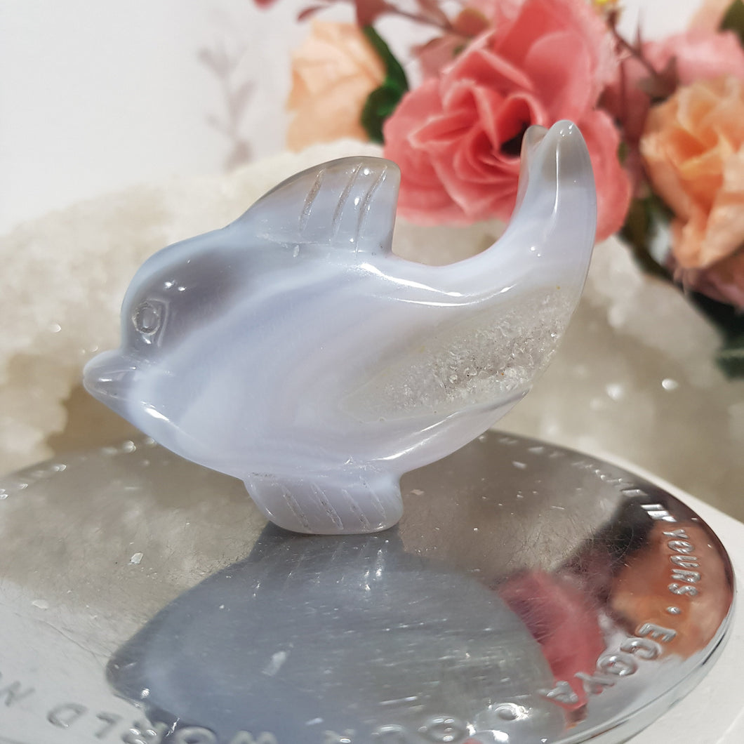 DOLPHIN Druzy Agate Crystal Carving Stone 50mm 6